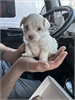 Maltipoo Puppies!! in Sherrills Ford - TradinPost Classifieds